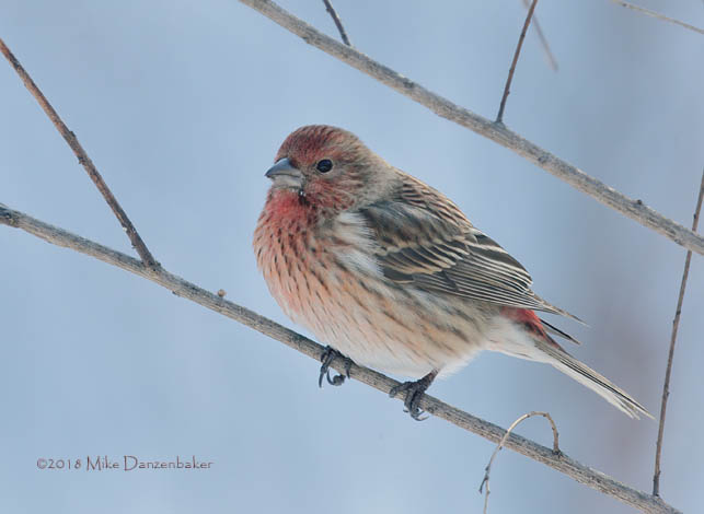 Pallas's Rosefinch (Carpodacus roseus) photo