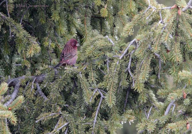 Red-mantled Rosefinch (Carpodacus rhodochlamys) photo