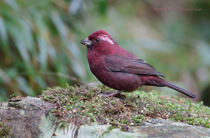 Vinaceous Rosefinch (Carpodacus formosanus) photo