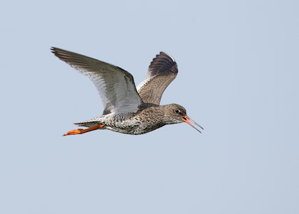 Common Redshank (Tringa totanus) photo image