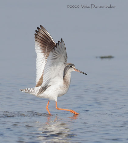Common Redshank (Tringa totanus) photo image