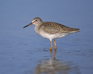 Common Redshank (Tringa totanus) photo image