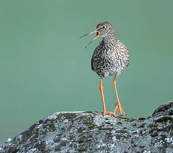 Common Redshank (Tringa totanus) photo image