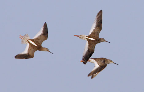 Common Redshank (Tringa totanus) photo image
