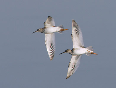 Common Redshank (Tringa totanus) photo image