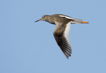 Common Redshank (Tringa totanus) photo image