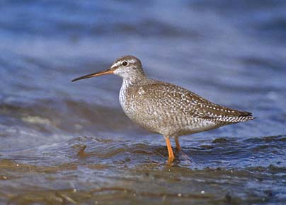 Spotted Redshank (Tringa erythropus) photo image