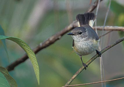 American Redstart (Setophaga ruticilla) photo image