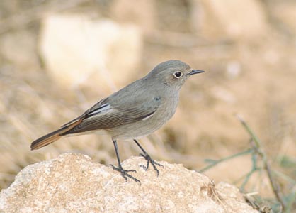 Black Redstart (Phoenicurus ochruros) photo image