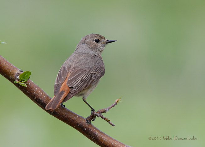 Common Redstart (Phoenicurus phoenicurus) photo