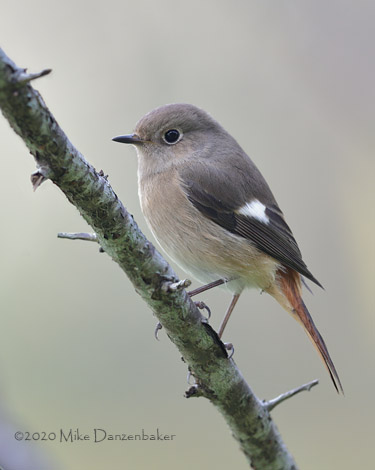 Daurian Redstart (Phoenicurus auroreus) photo image