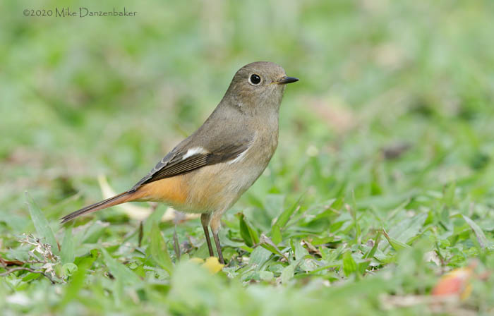 Daurian Redstart (Phoenicurus auroreus) photo image