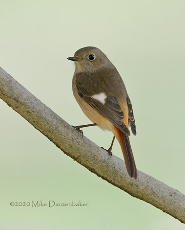 Daurian Redstart (Phoenicurus auroreus) photo image
