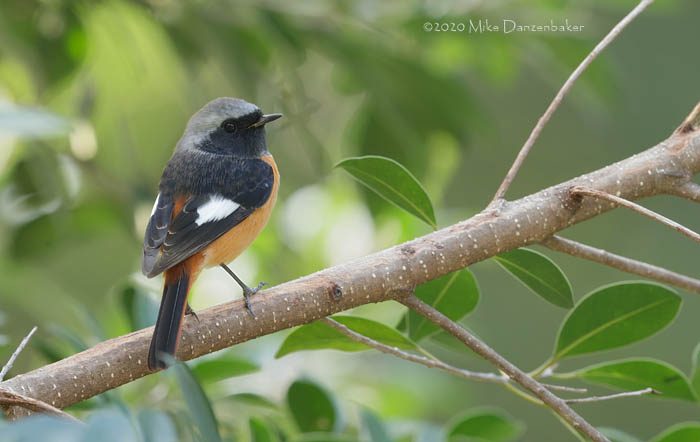 Daurian Redstart (Phoenicurus auroreus) photo image