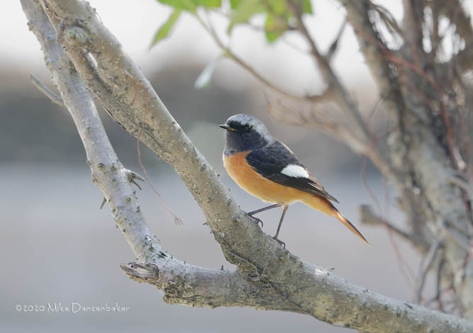 Daurian Redstart (Phoenicurus auroreus) photo