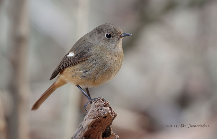 Daurian Redstart (Phoenicurus auroreus) photo image