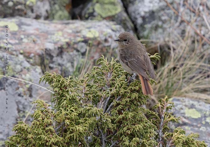 Eversmann's Redstart (Phoenicurus erythronotus) photo