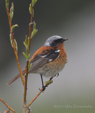 Eversmann's Redstart (Phoenicurus erythronotus) photo