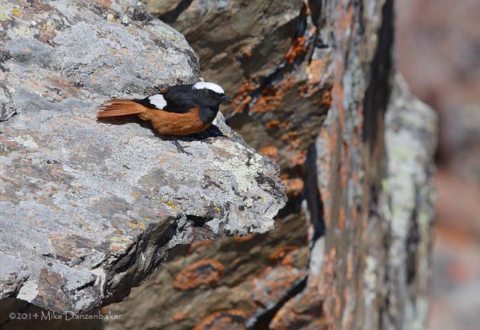 G�ldenst�dt's Redstart (Phoenicurus erythrogastrus) photo image