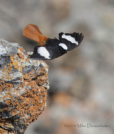 G�ldenst�dt's Redstart (Phoenicurus erythrogastrus) photo image