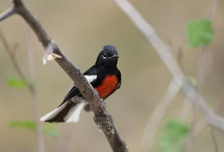 Painted Whitestart (Myioborus pictus) photo image