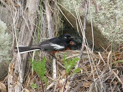 Painted Whitestart (Myioborus pictus) photo image