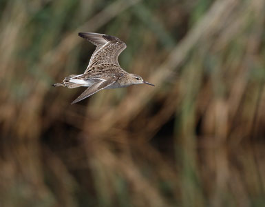 Ruff (Philomachus pugnax) photo image