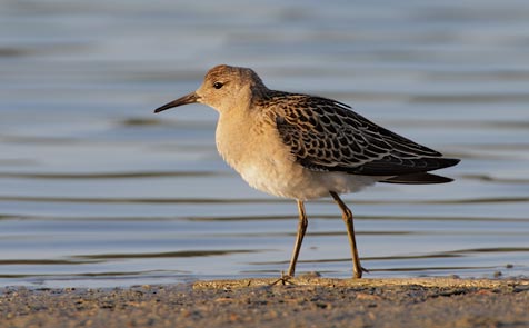 Ruff (Philomachus pugnax) photo image