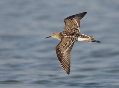 Ruff (Philomachus pugnax) photo image