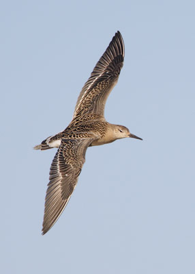 Ruff (Philomachus pugnax) photo