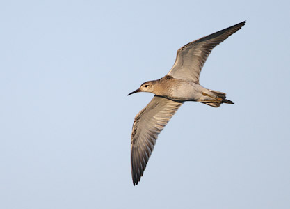 Ruff (Philomachus pugnax) photo