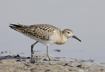 Ruff (Philomachus pugnax) photo