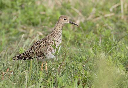 Ruff (Philomachus pugnax) photo image