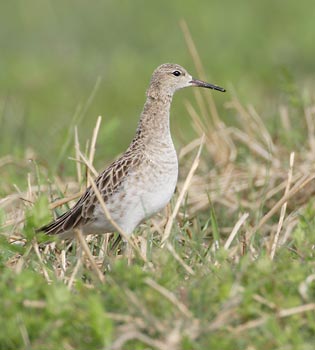 Ruff (Philomachus pugnax) photo image