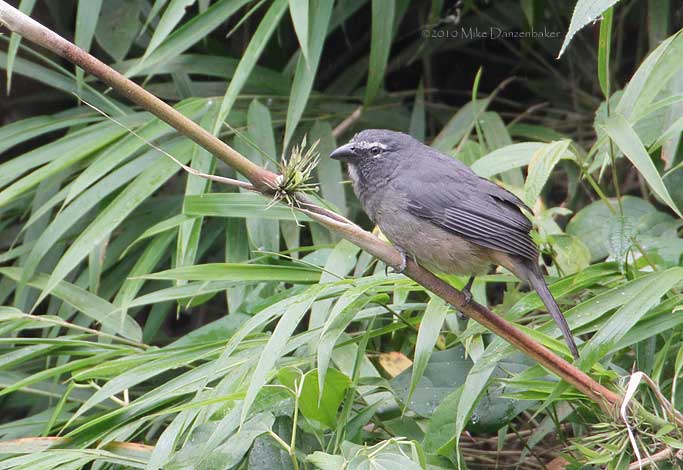 Grayish Saltator (Saltator coerulescens) photo image