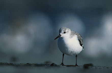 Sanderling (Calidris alba) photo image