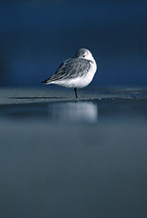 Sanderling (Calidris alba) photo image