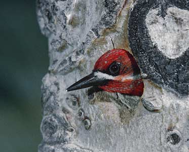 Red-breasted Sapsucker (Sphyrapicus ruber) photo image