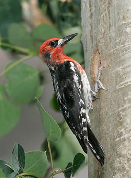 Red-breasted Sapsucker (Sphyrapicus ruber) photo image
