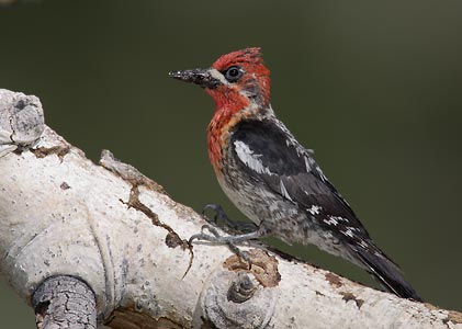 Red-breasted Sapsucker (Sphyrapicus ruber) photo image