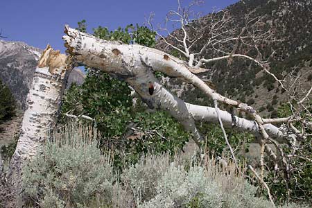 Red-breasted Sapsucker (Sphyrapicus ruber) photo image