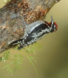 Red-naped Sapsucker (Sphyrapicus nuchalis) photo image