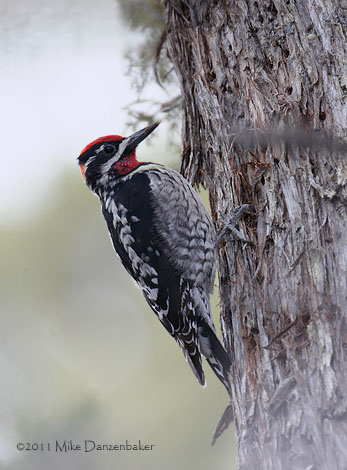 Red-naped Sapsucker (Sphyrapicus nuchalis) photo image