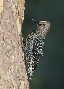 Williamson's Sapsucker (Sphyrapicus thyroideus) photo image
