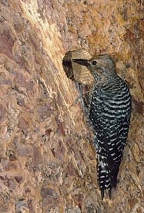 Williamson's Sapsucker (Sphyrapicus thyroideus) photo image