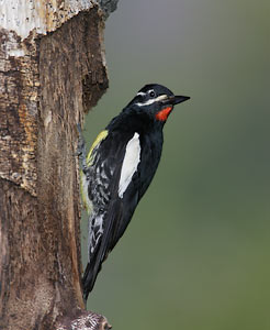 Williamson's Sapsucker (Sphyrapicus thyroideus) photo image