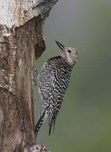 Williamson's Sapsucker (Sphyrapicus thyroideus) photo image
