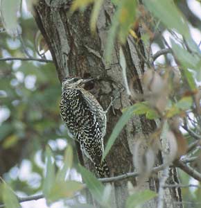 Yellow-bellied Sapsucker (Sphyrapicus varius) photo image