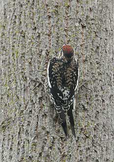 Yellow-bellied Sapsucker (Sphyrapicus varius) photo