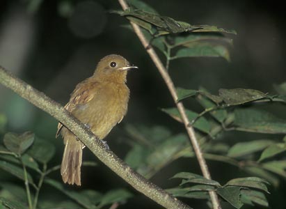 Thrush-like Schiffornis (Schiffornis turdina) photo